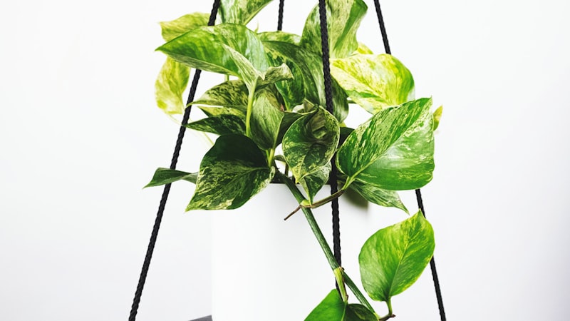 世界杯最新新闻与赛事报道 - 涵盖球队动态与比赛结果